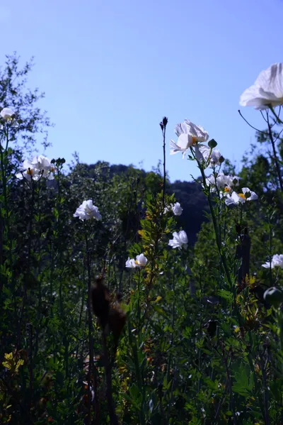 DSC_2048 (Large).JPG